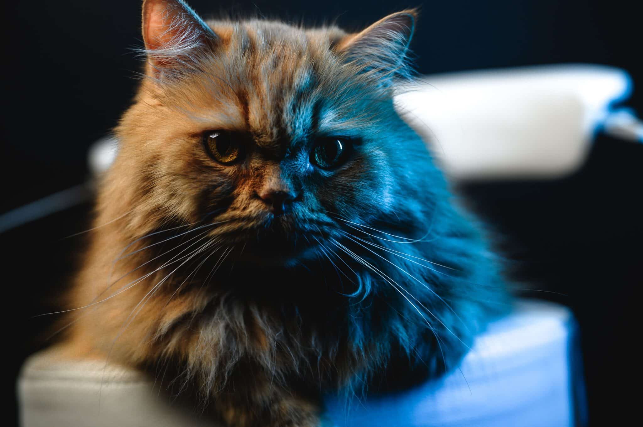 A fluffy cat curled comfortably on a person's lap while enjoying a relaxing afternoon.