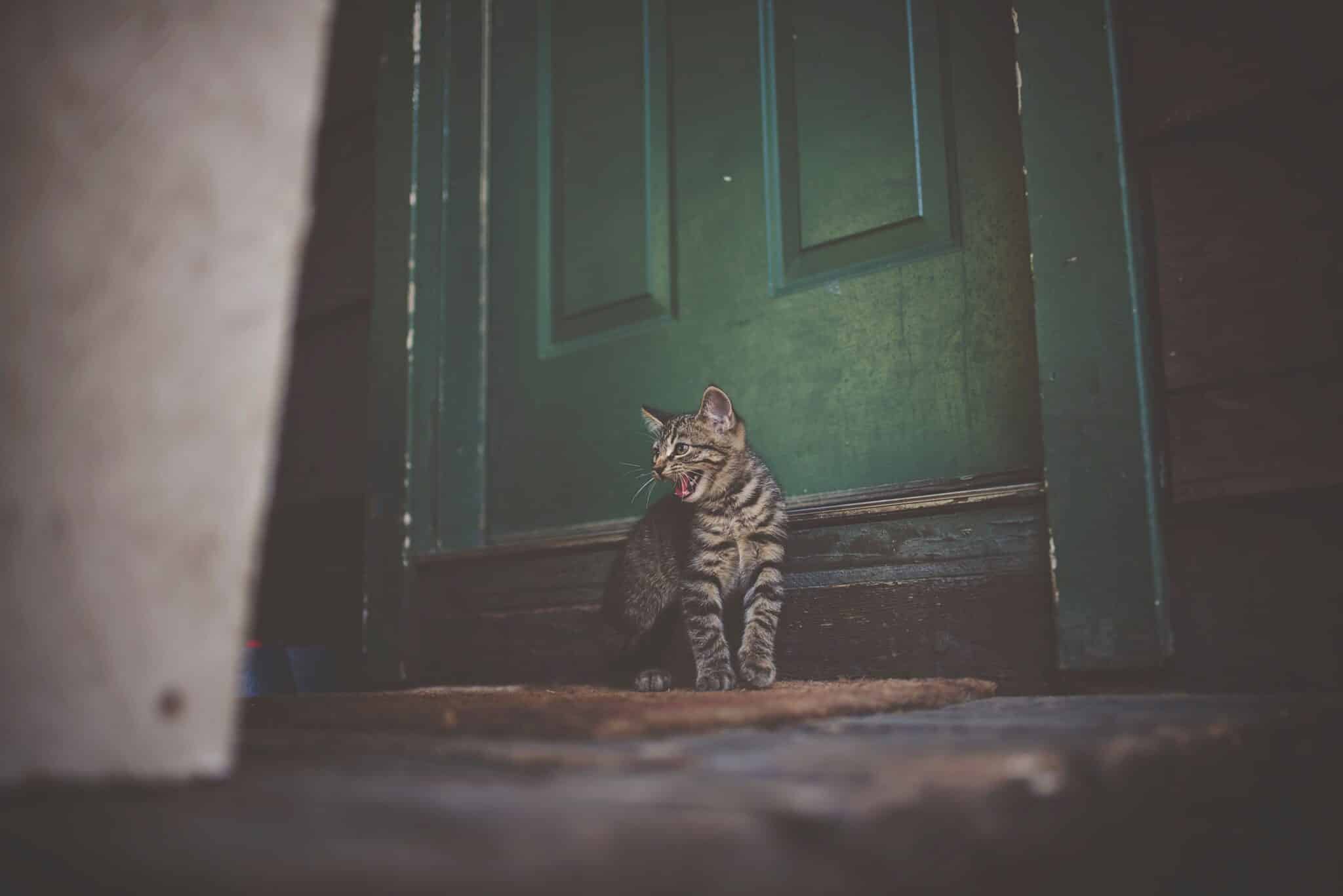 A domestic cat meowing beside its owner’s bedroom door at night.