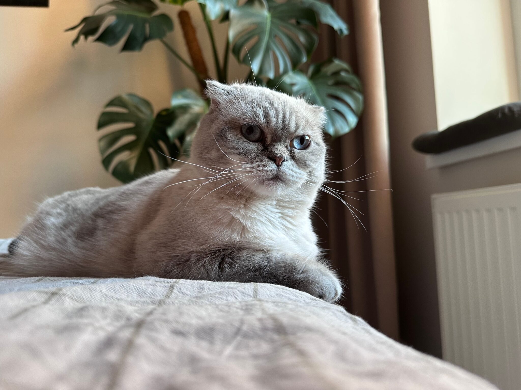 A Scottish Fold Cat with folded ears sitting upright on a living room sofa.