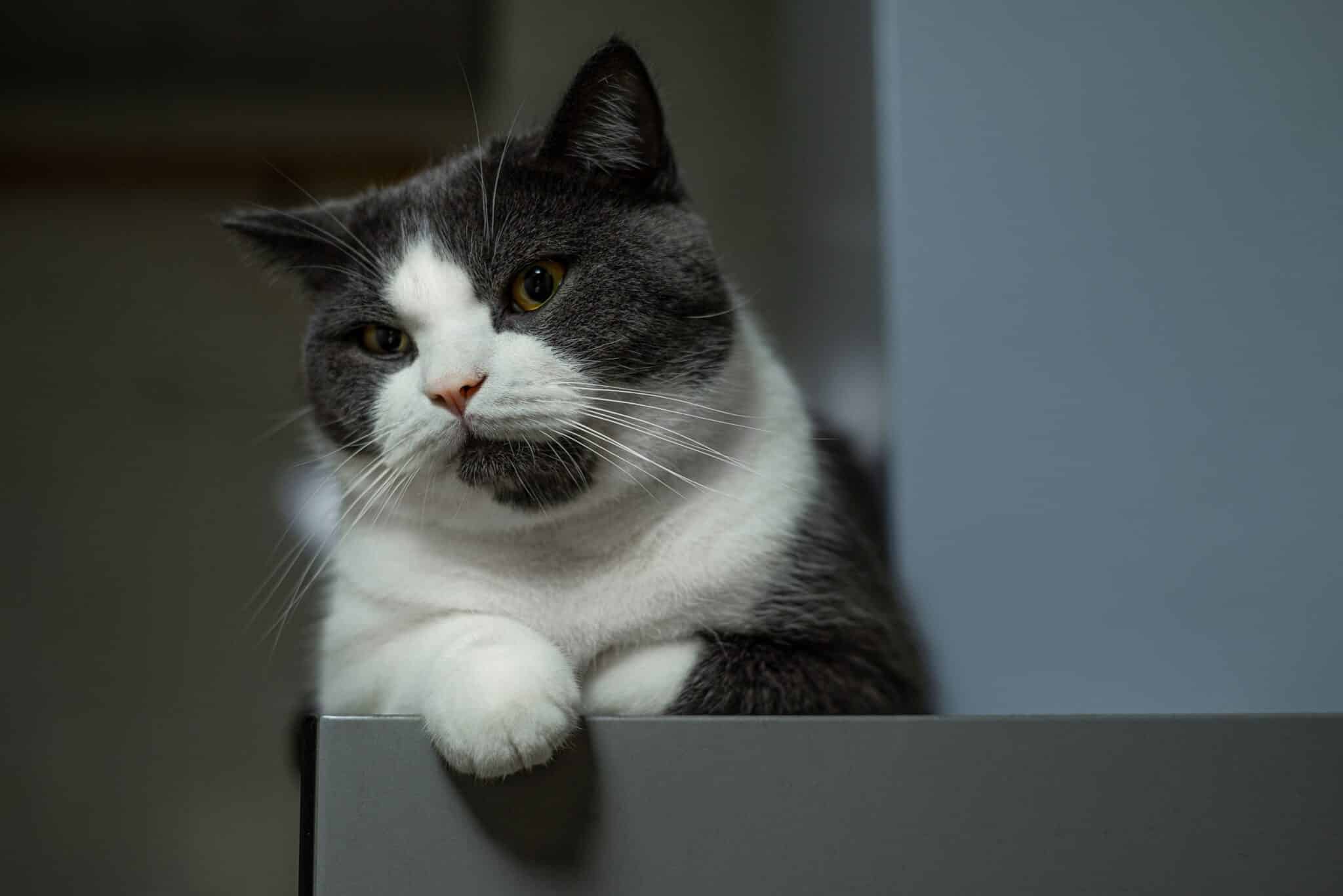 A cautious tuxedo cat perched on a tall cat tree while observing unfamiliar visitors from a distance.