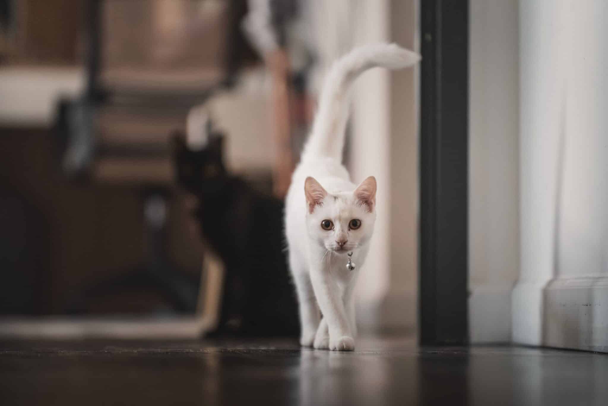 A domestic cat walking through several rooms while inspecting familiar furniture and doorways.