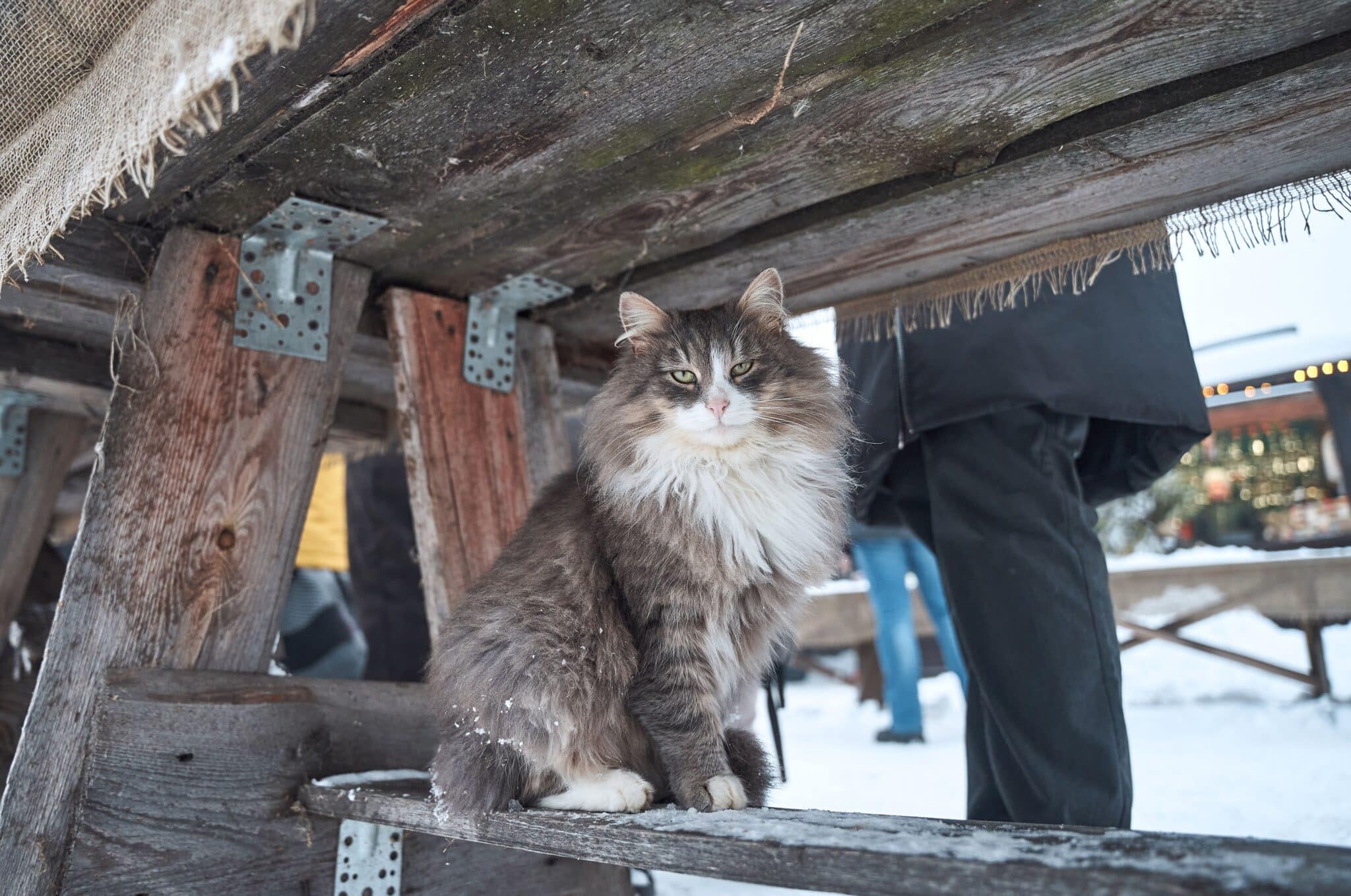 A Norwegian Forest Cat with a long, weather-resistant coat and pointed ears resting on a mossy tree branch.
