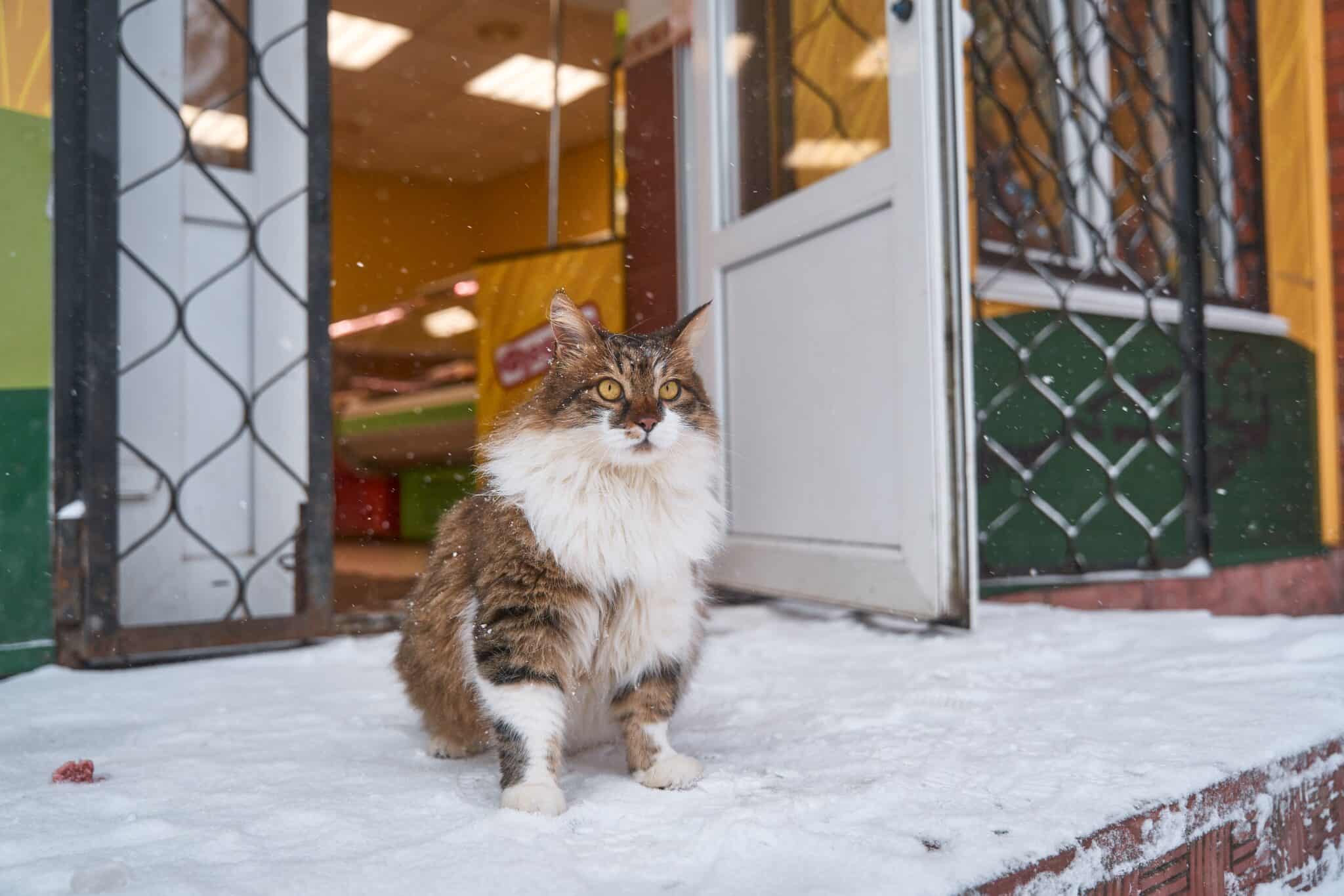 An affectionate cat waiting beside the front door to greet their owner returning home.