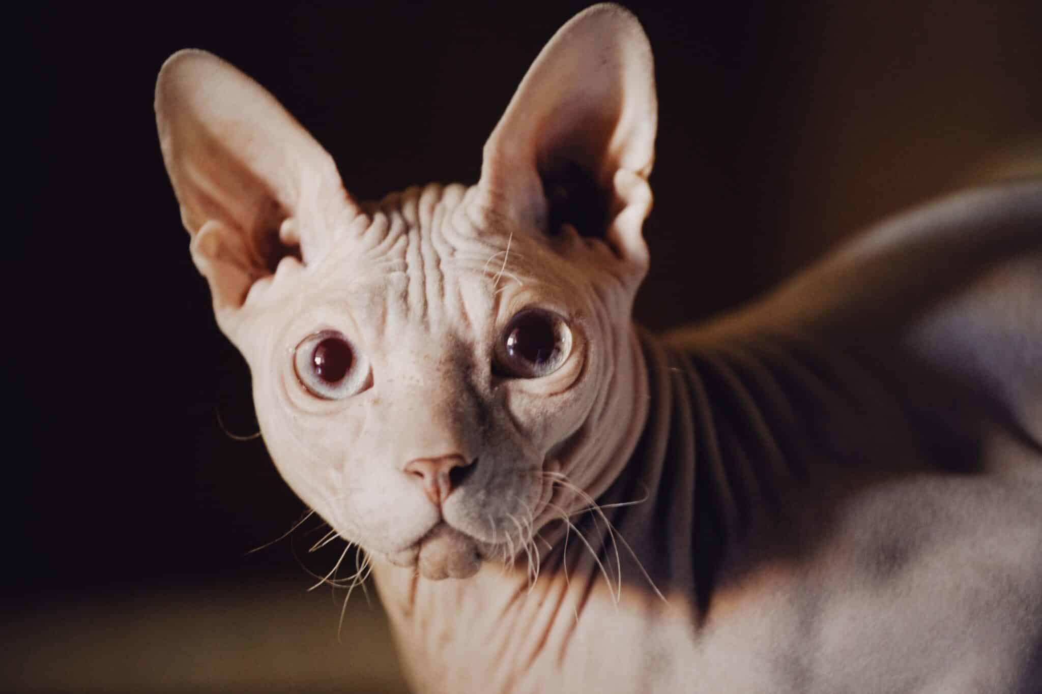A hairless Sphynx Cat with large ears standing eagerly beside a person entering the home.