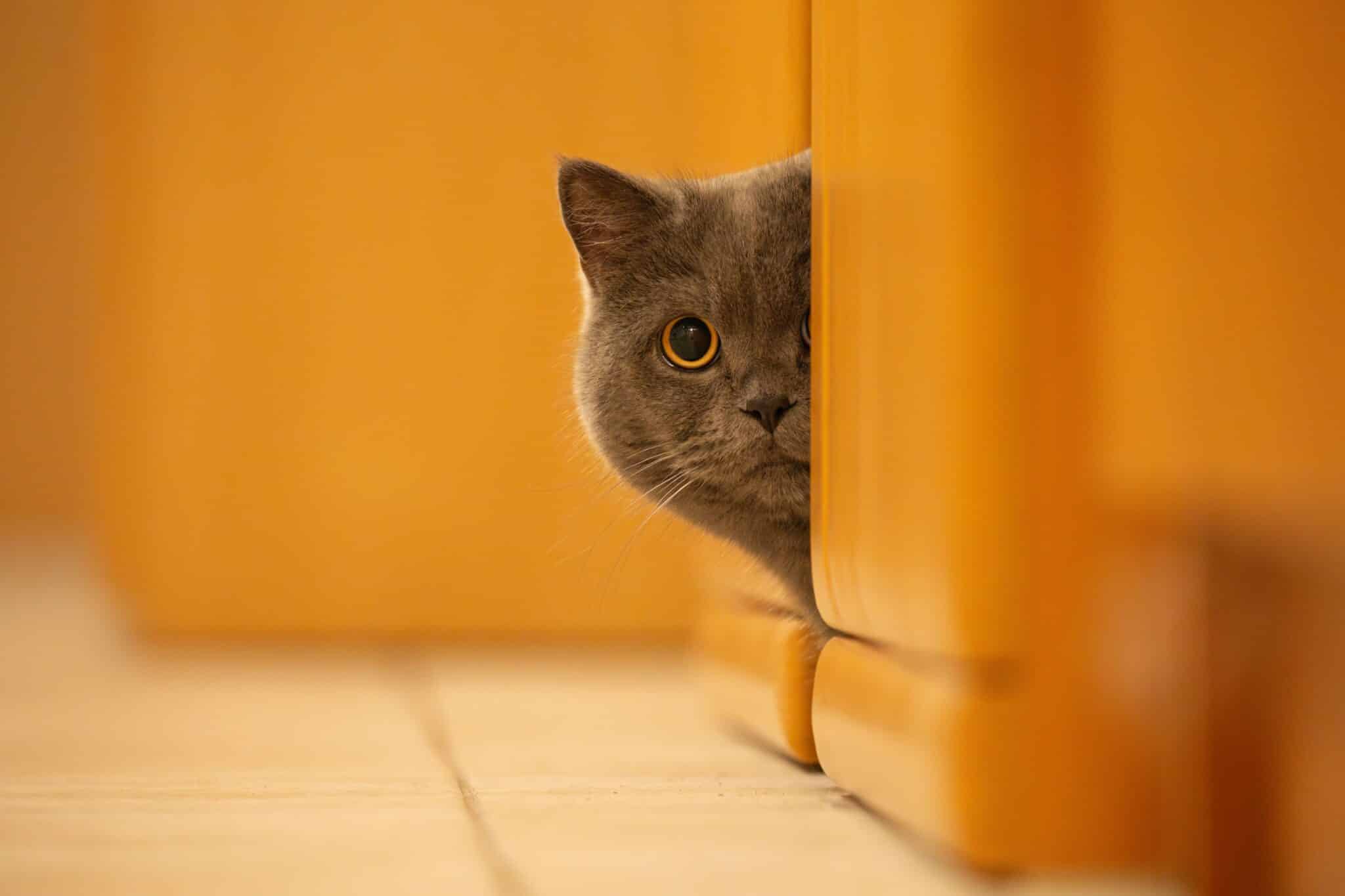 A curious ginger cat peeking around a doorway while Halloween visitors stand in the distance.