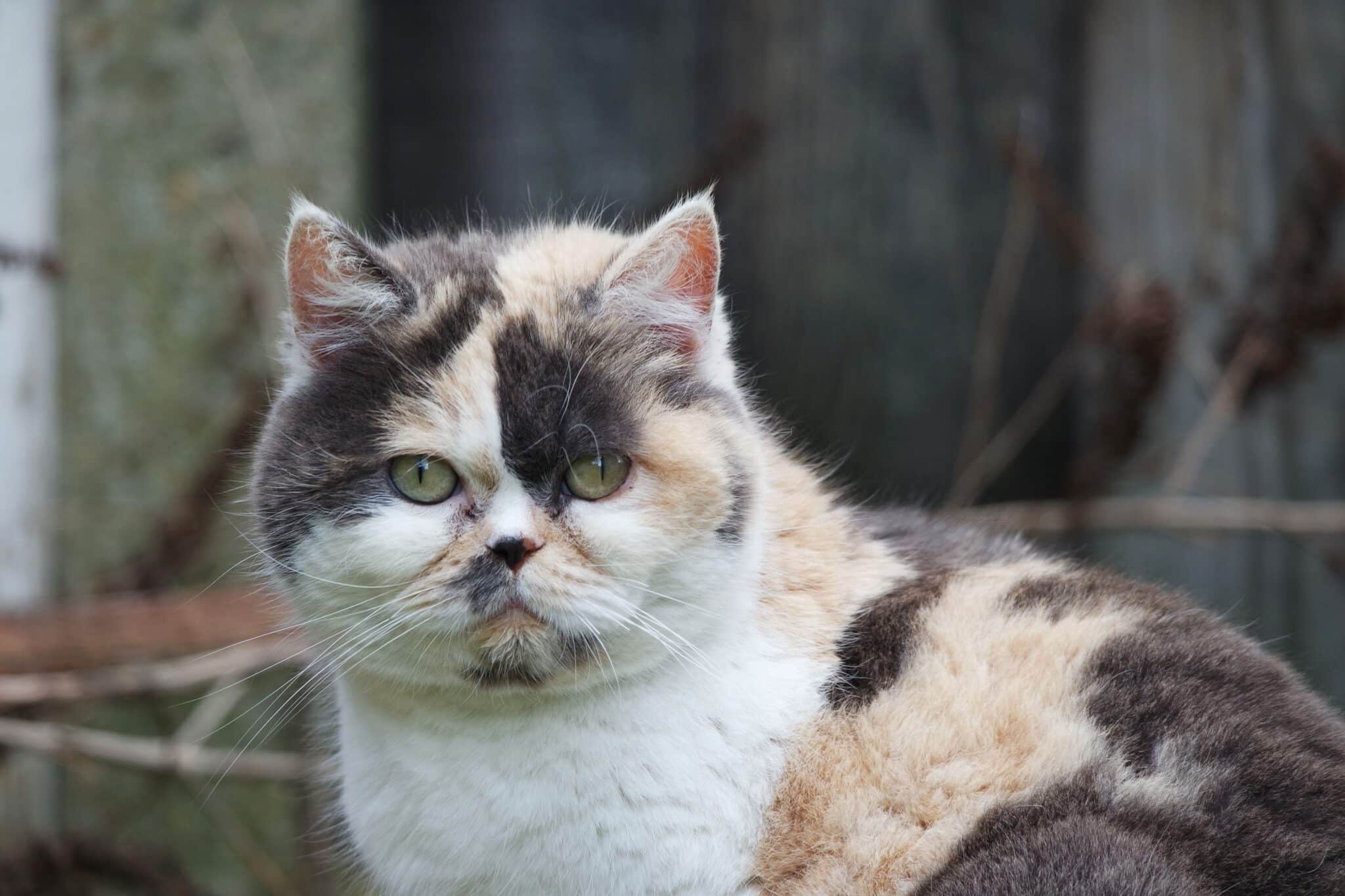 Persian cat radiating serenity with a luxurious coat and sweet, relaxed expression.