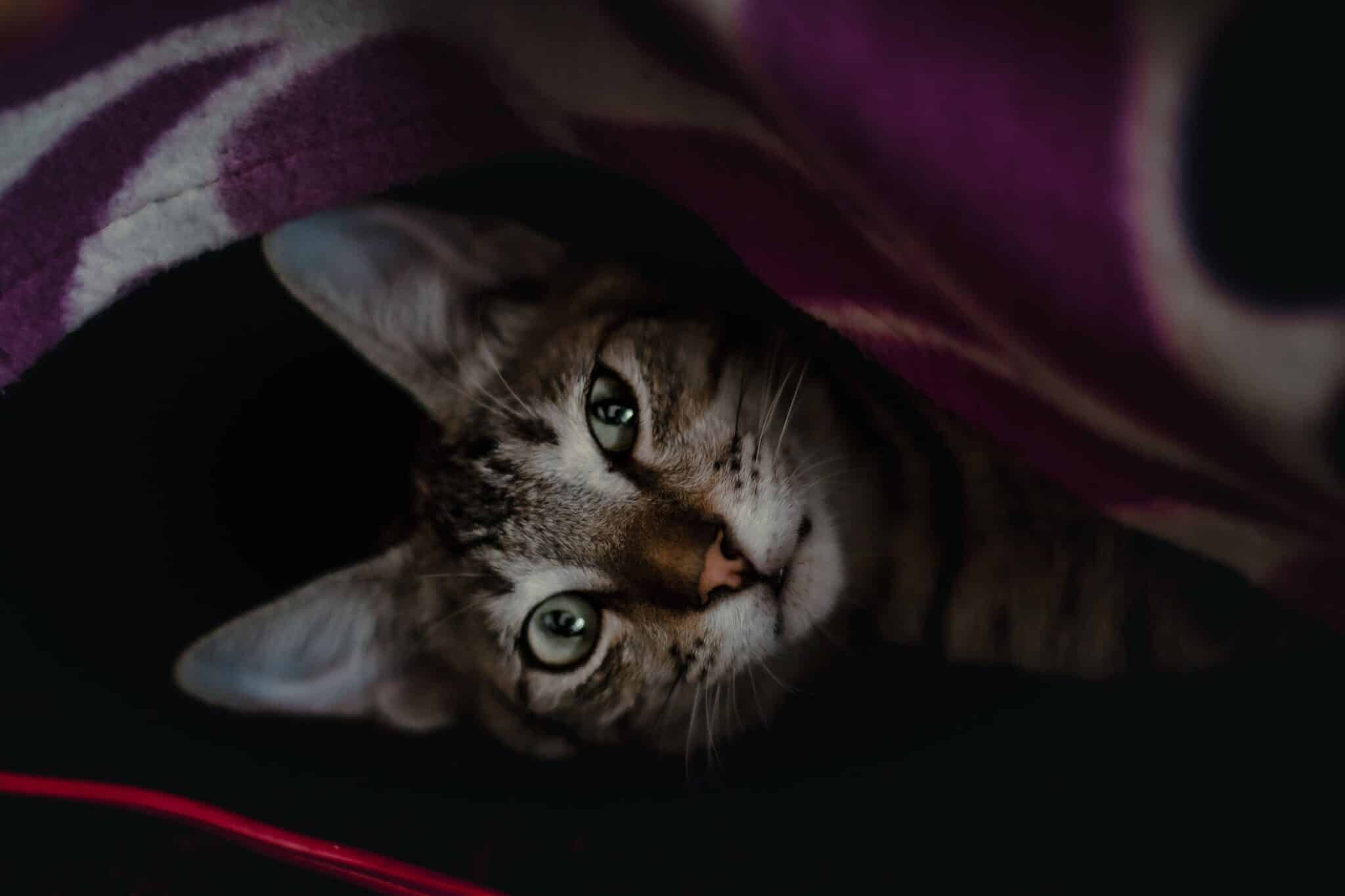 A small cat peeking out from beneath a bed with its eyes visible in the shadows.