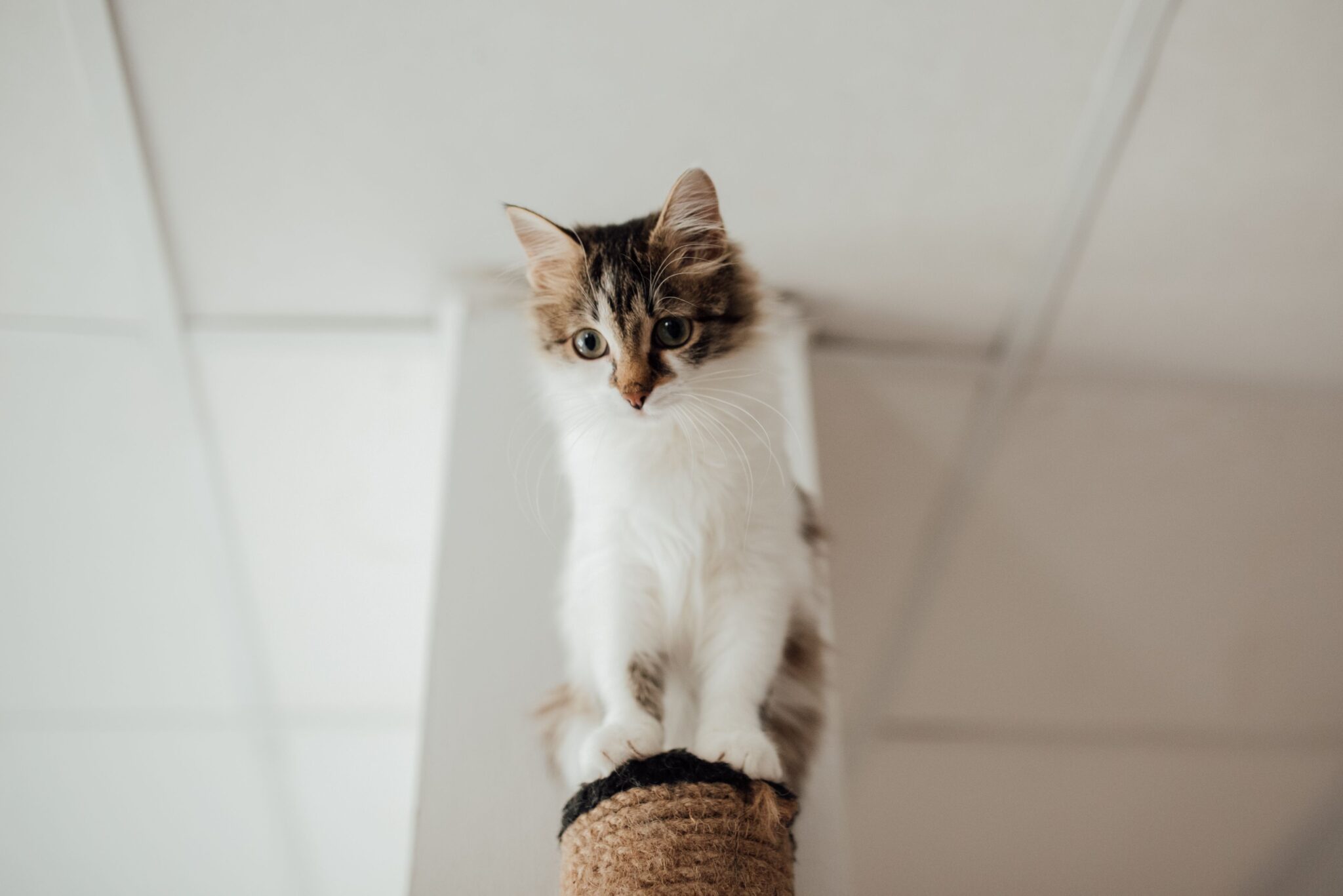 A relaxed ginger cat lounging on the top platform of a sturdy cat tree with their paws tucked beneath them.