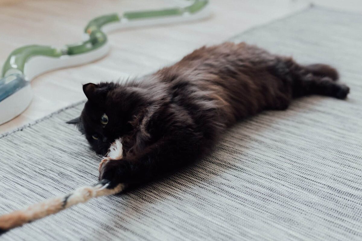 A mischievous orange cat batting a toy across a living room floor.