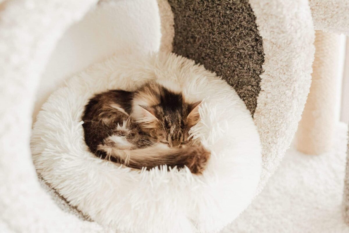 A tabby cat curled inside a soft enclosed cat bed on a cool afternoon.