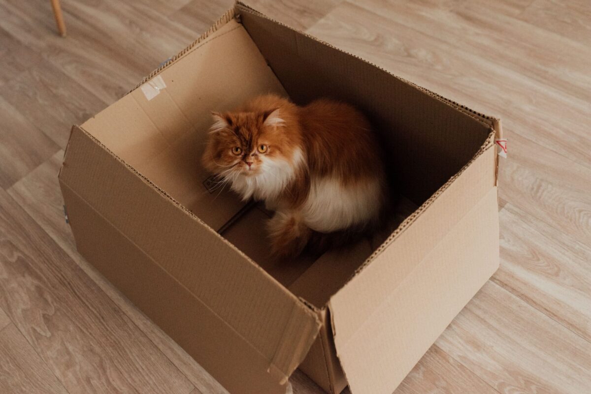 A playful cat sitting inside an open cardboard box.