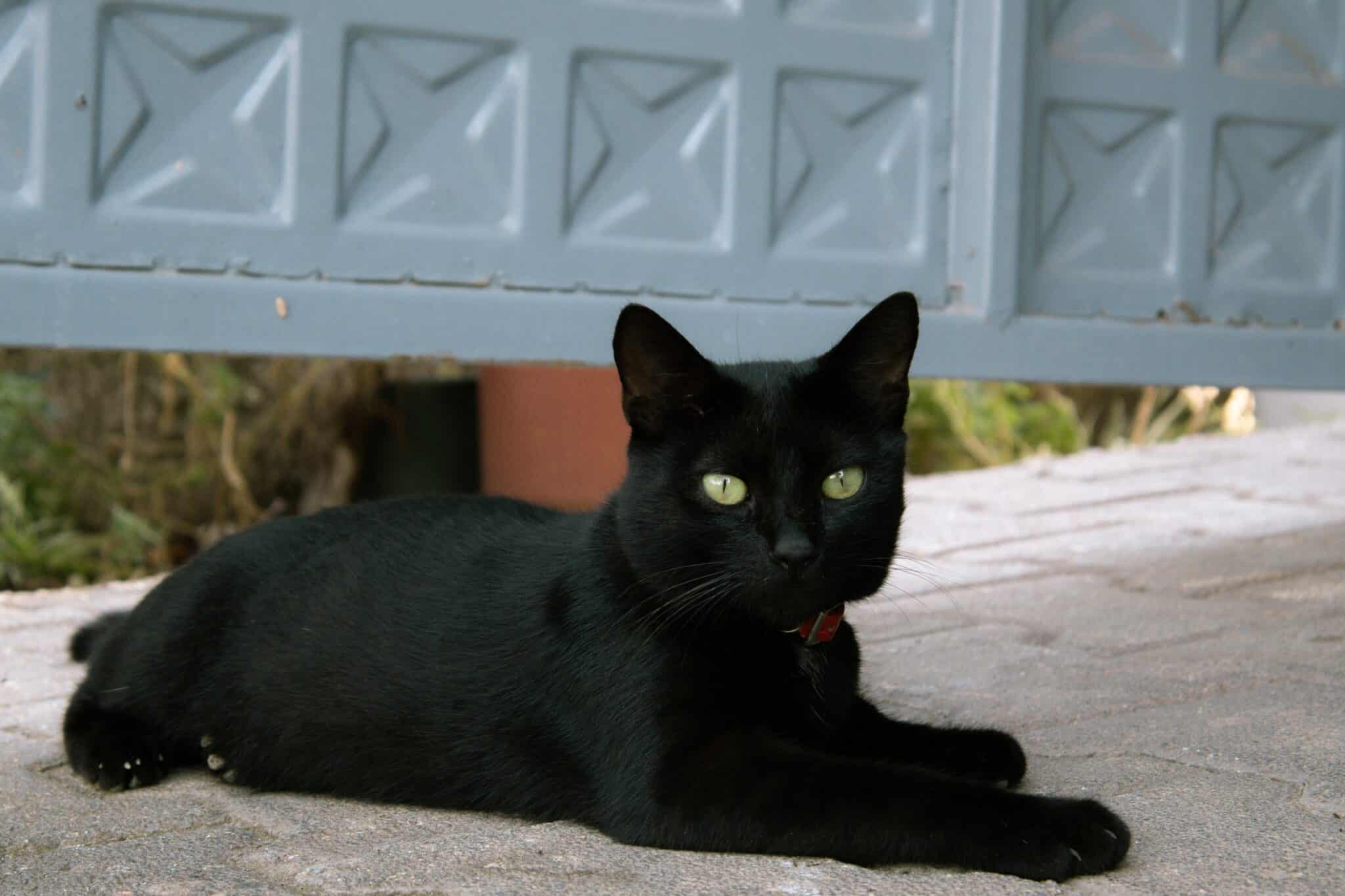 A glossy black Bombay Cat with copper eyes standing beside its owner at the entrance.
