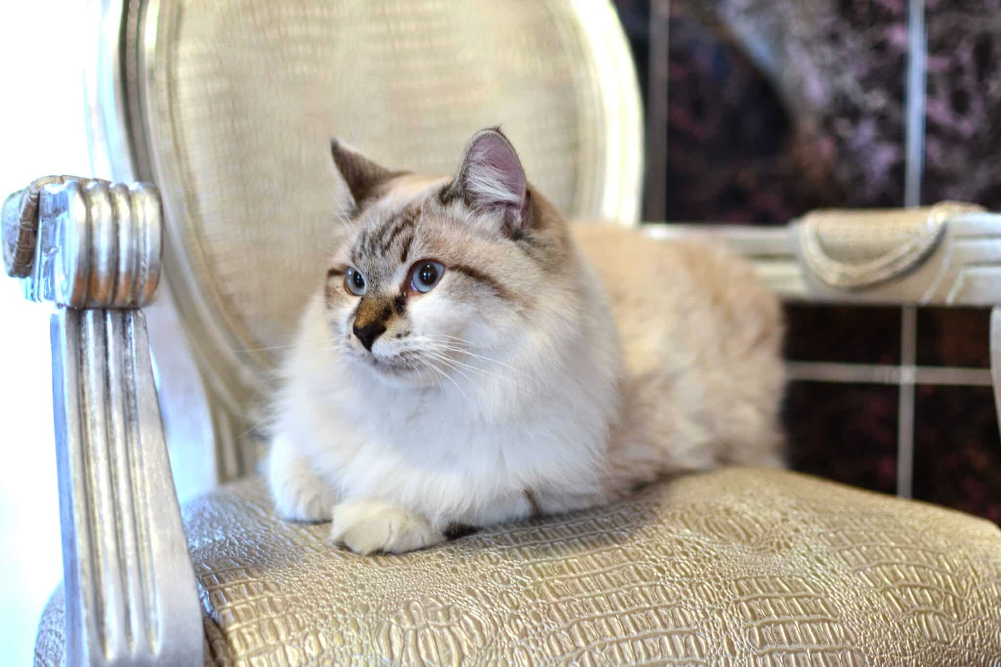 A fluffy cat curled up beside a stack of books in a warm, cozy bookshop.
