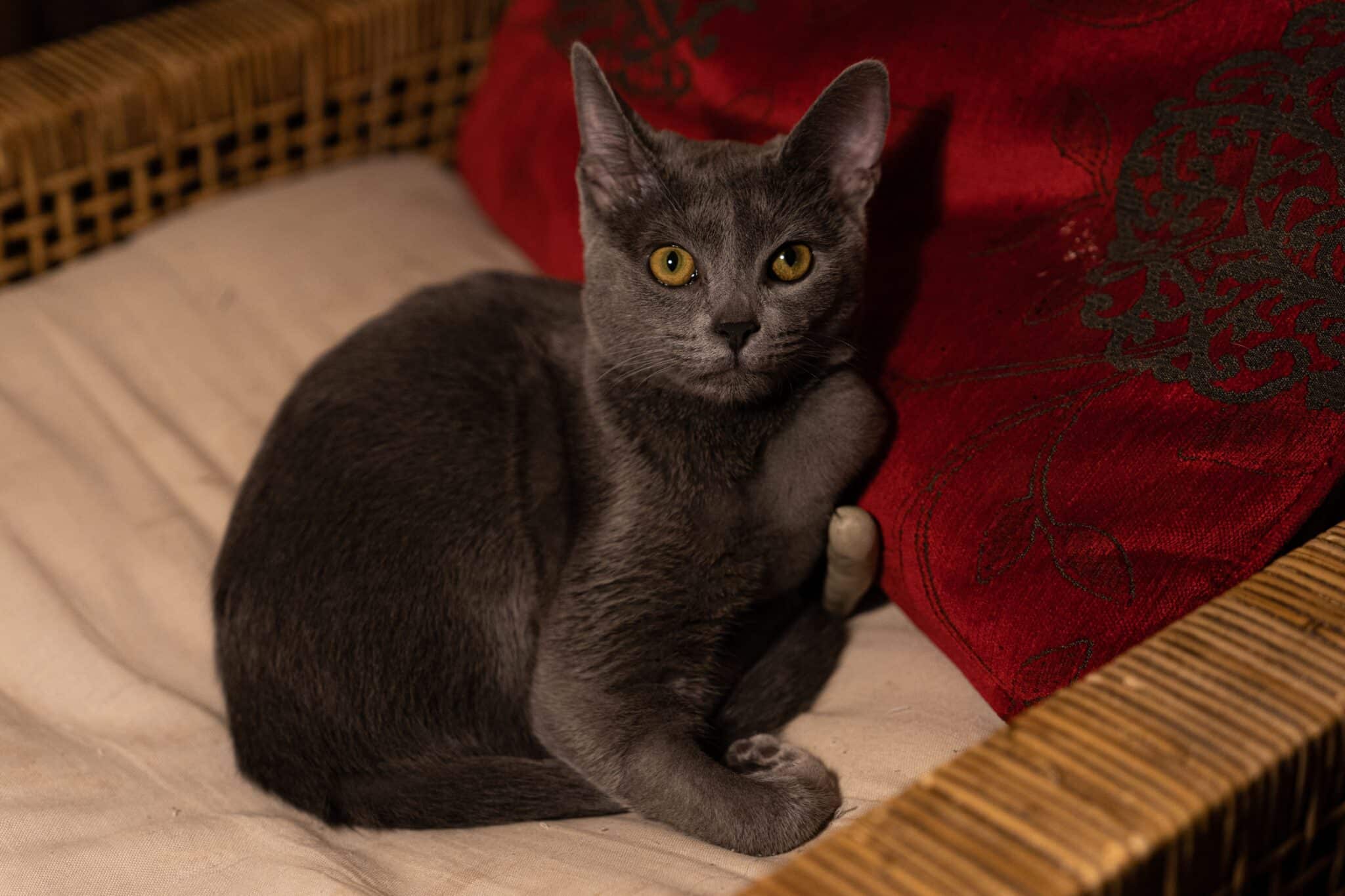 A cat sitting alert in a quiet room at night with its ears pointed toward a faint sound.
