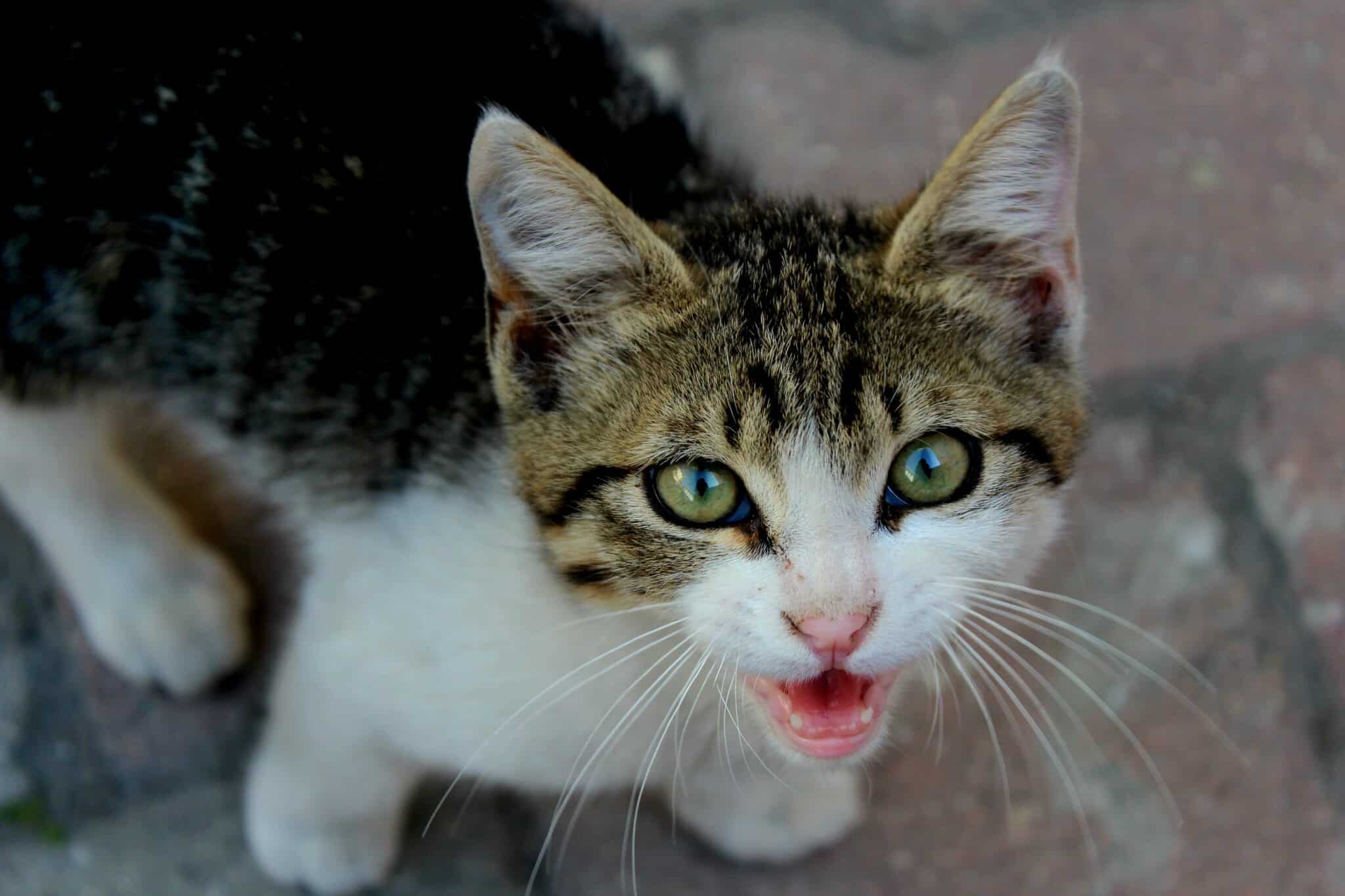A curious tabby cat looking up at their person with their mouth slightly open during a vocal greeting.