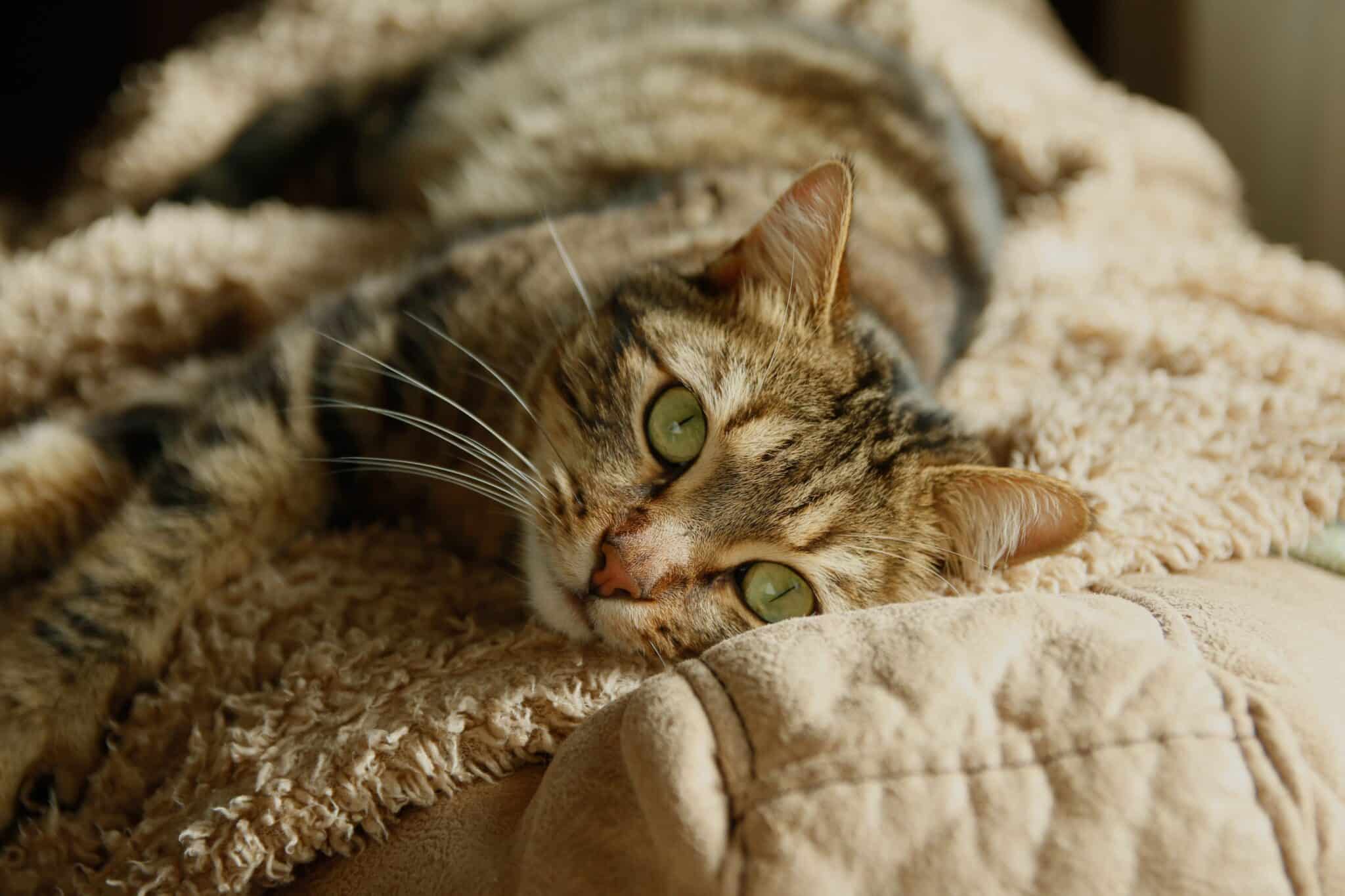 A fluffy cat kneading a soft blanket with its front paws while settling down to rest.