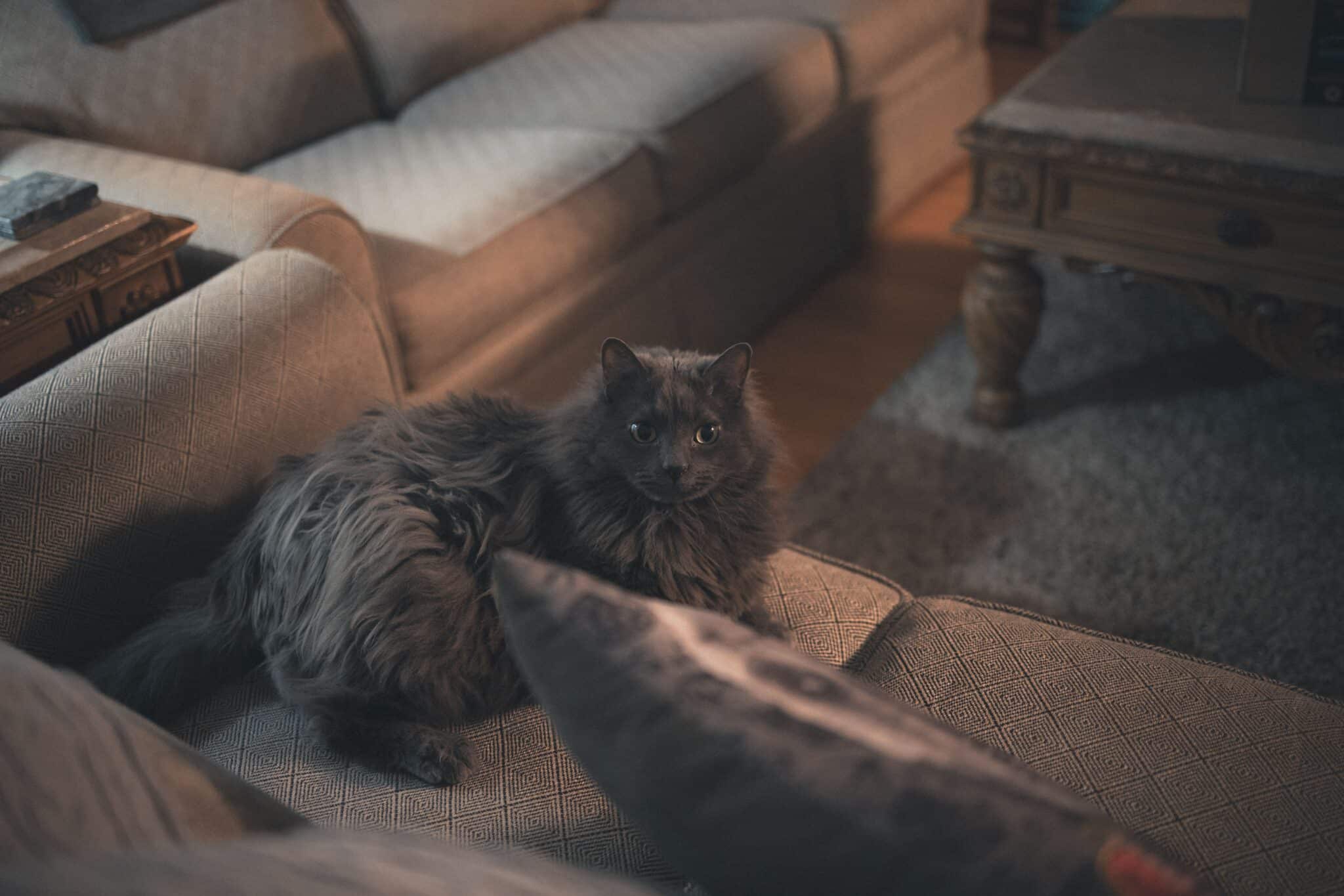 A cautious cat investigating a newly arranged living room in low light.