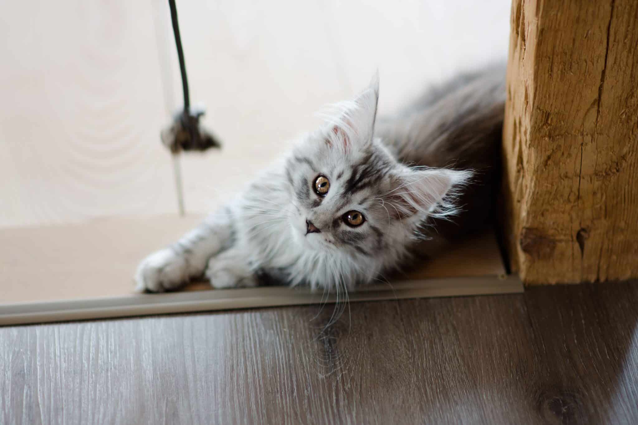 A large, fluffy Maine Coon standing beside an entryway with its bushy tail raised.