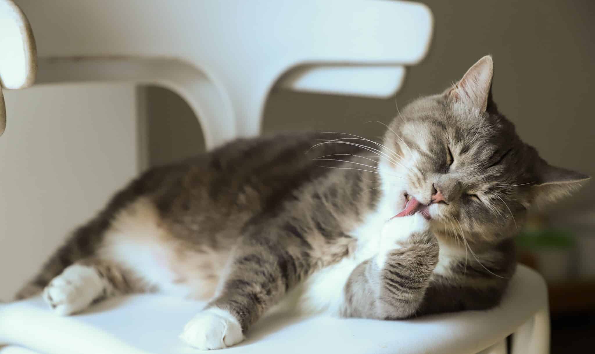 A relaxed ginger cat sitting beside their person and calmly licking a front paw.