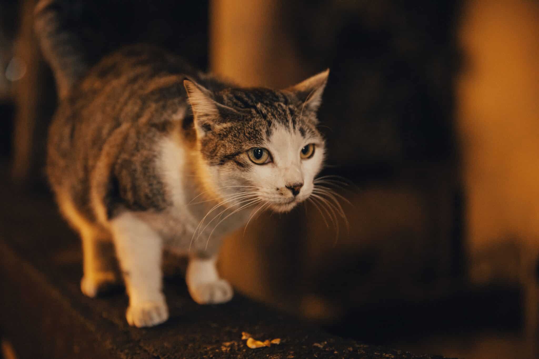 A close-up of a cat’s face showing its long whiskers as it investigates a dimly lit space.