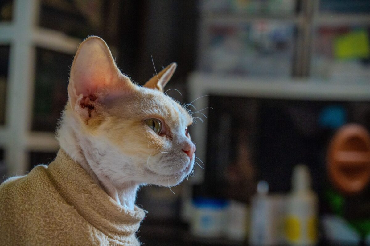 A Devon Rex Cat perched on a shelf while watching a toy below.
