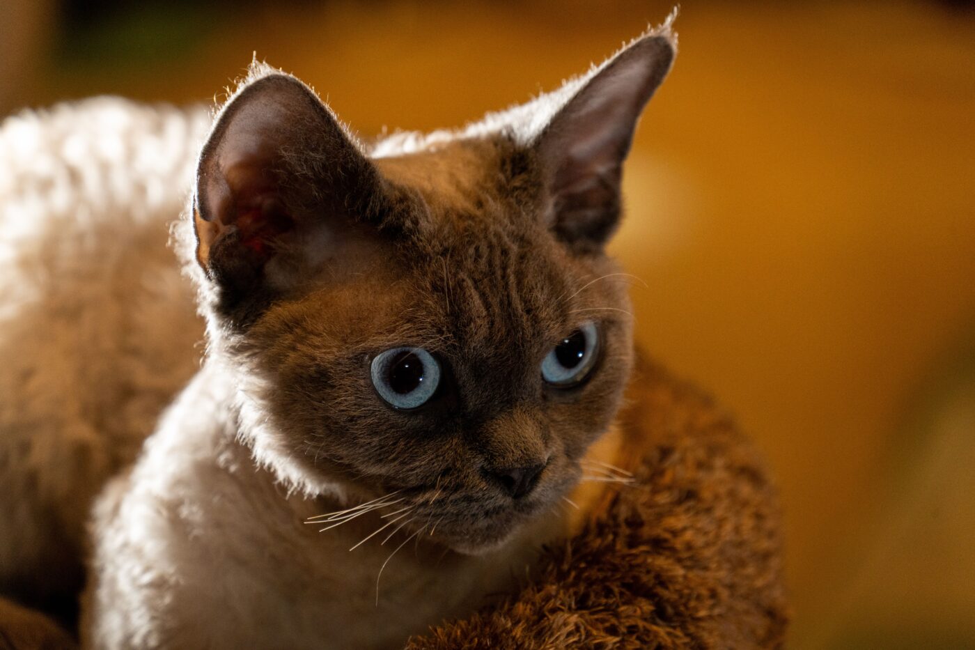 A Devon Rex cat with oversized ears, prominent cheekbones, and a short wavy coat perched on their owner's shoulder.