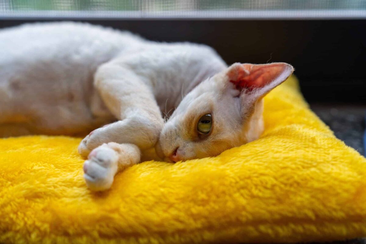 A Devon Rex Cat sitting on a person's shoulder with a playful, curious expression.