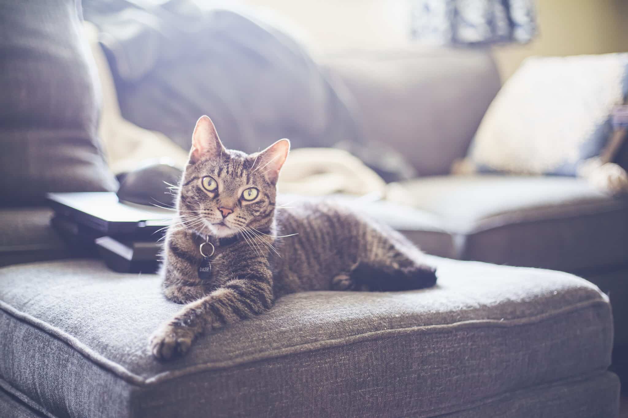 A relaxed cat lounging beside a book in a sunny living room during a peaceful afternoon.