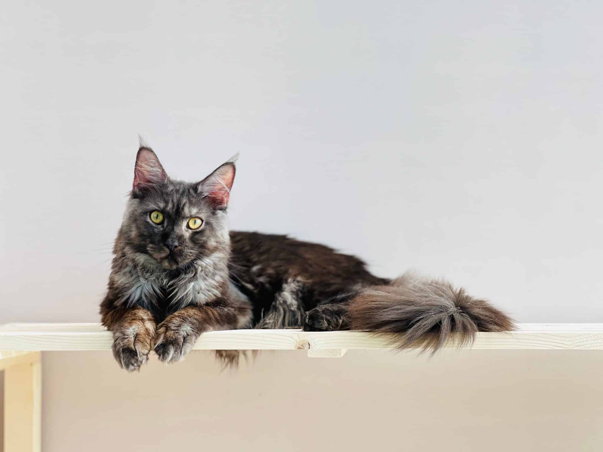 A curious calico cat leaning forward from a high perch to watch a toy moving across the floor.