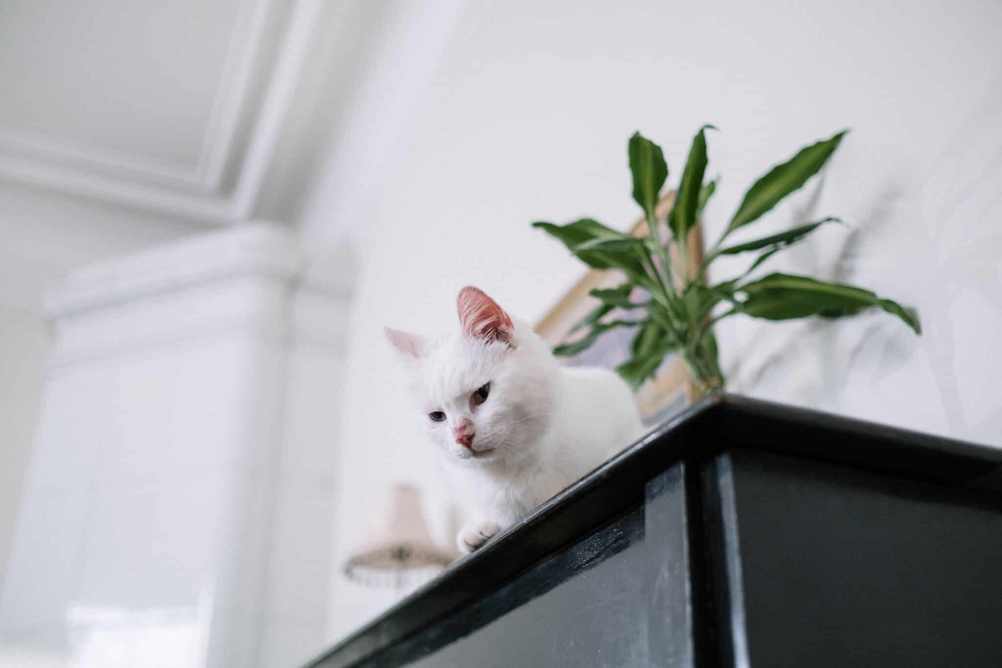 11 Reasons Your Cat Likes To Sit Above Everyone