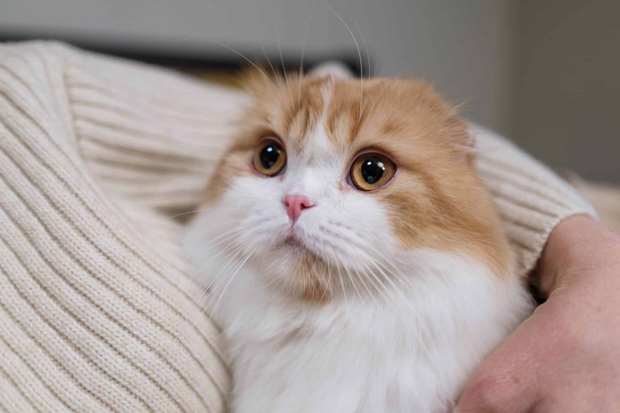 A Scottish Fold Cat sitting close to their owner with folded ears and a peaceful expression.