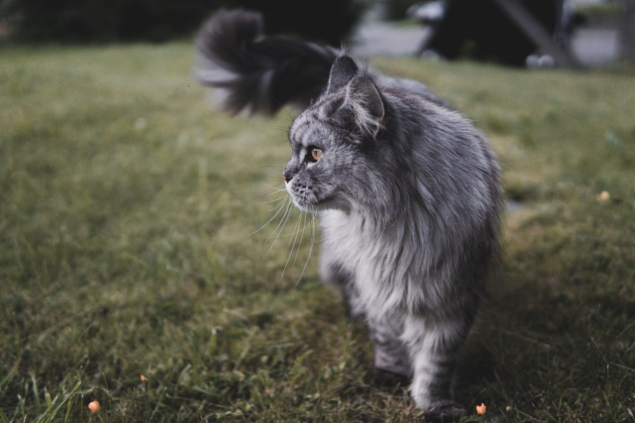 A Maine Coon Cat with prominent ear tufts, a thick ruff, and a bushy tail sitting alertly outdoors.