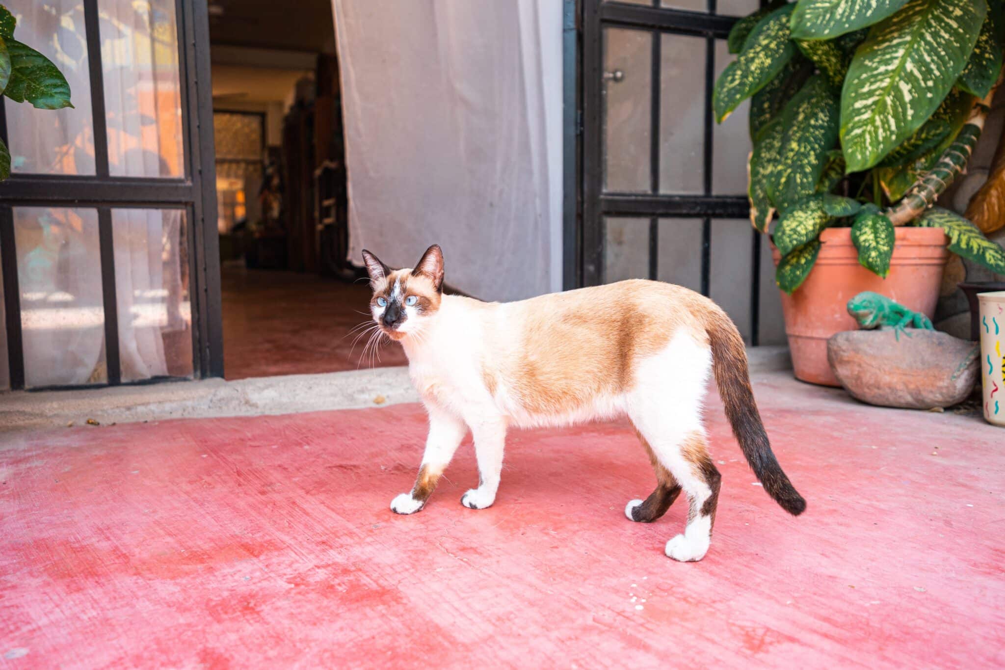 A Siamese Cat with blue eyes and dark facial markings greeting a person near the front door.
