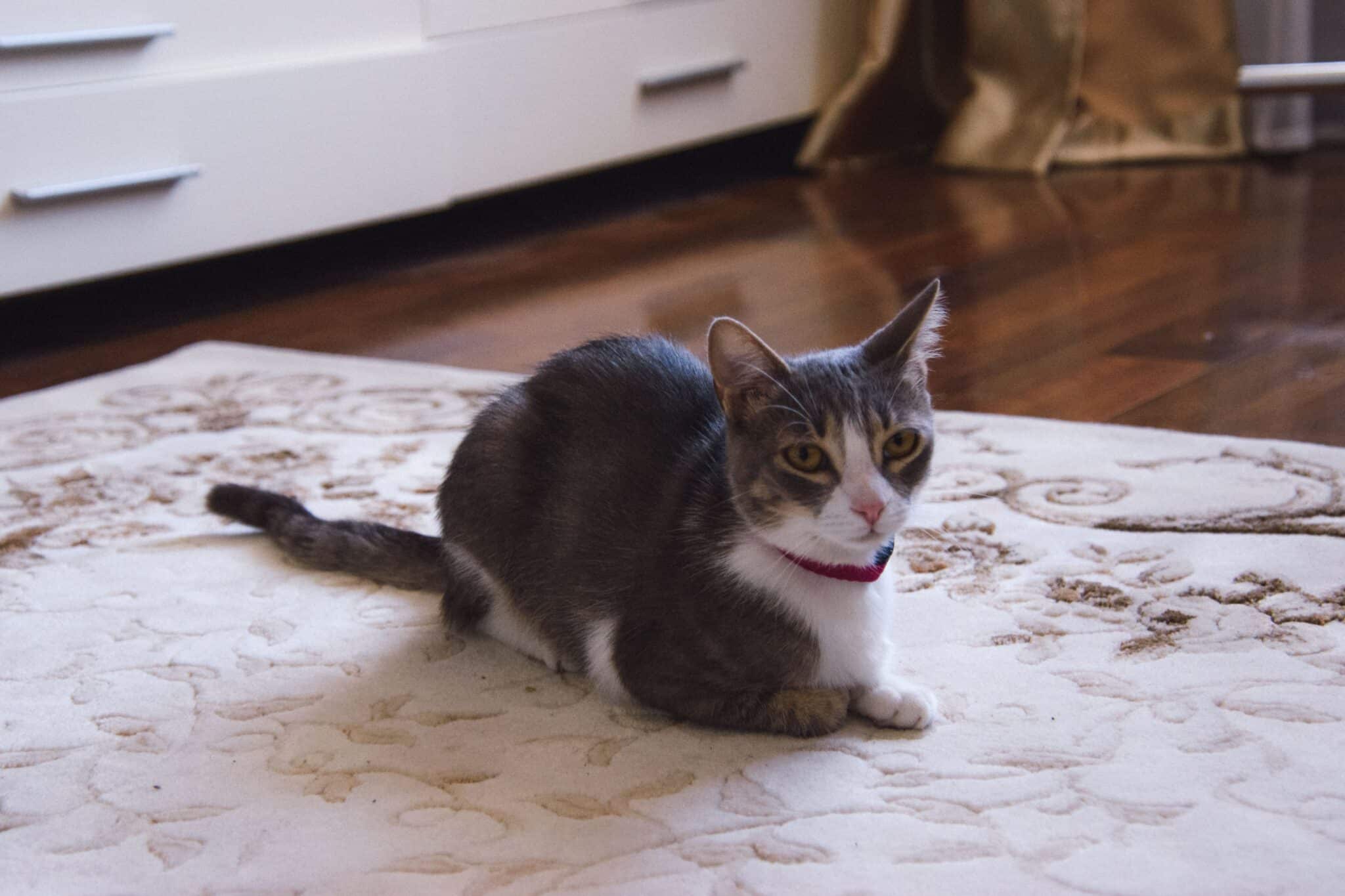 An alert cat watching its owner walk slowly across the living room.