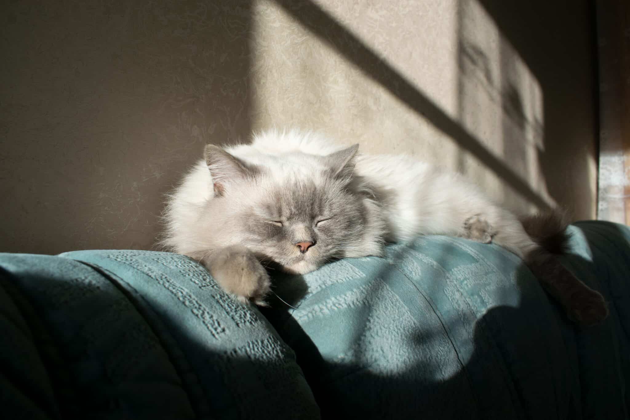 A calico cat stretching beside a window in soft morning sunlight.