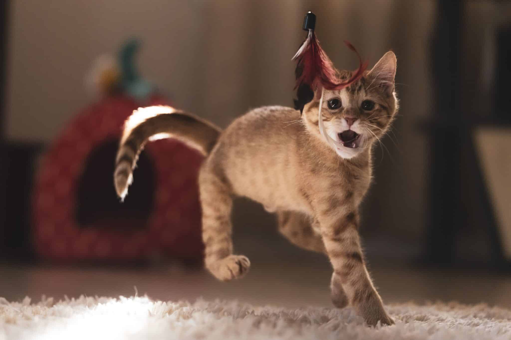 A playful cat sprinting across a living room during the evening.