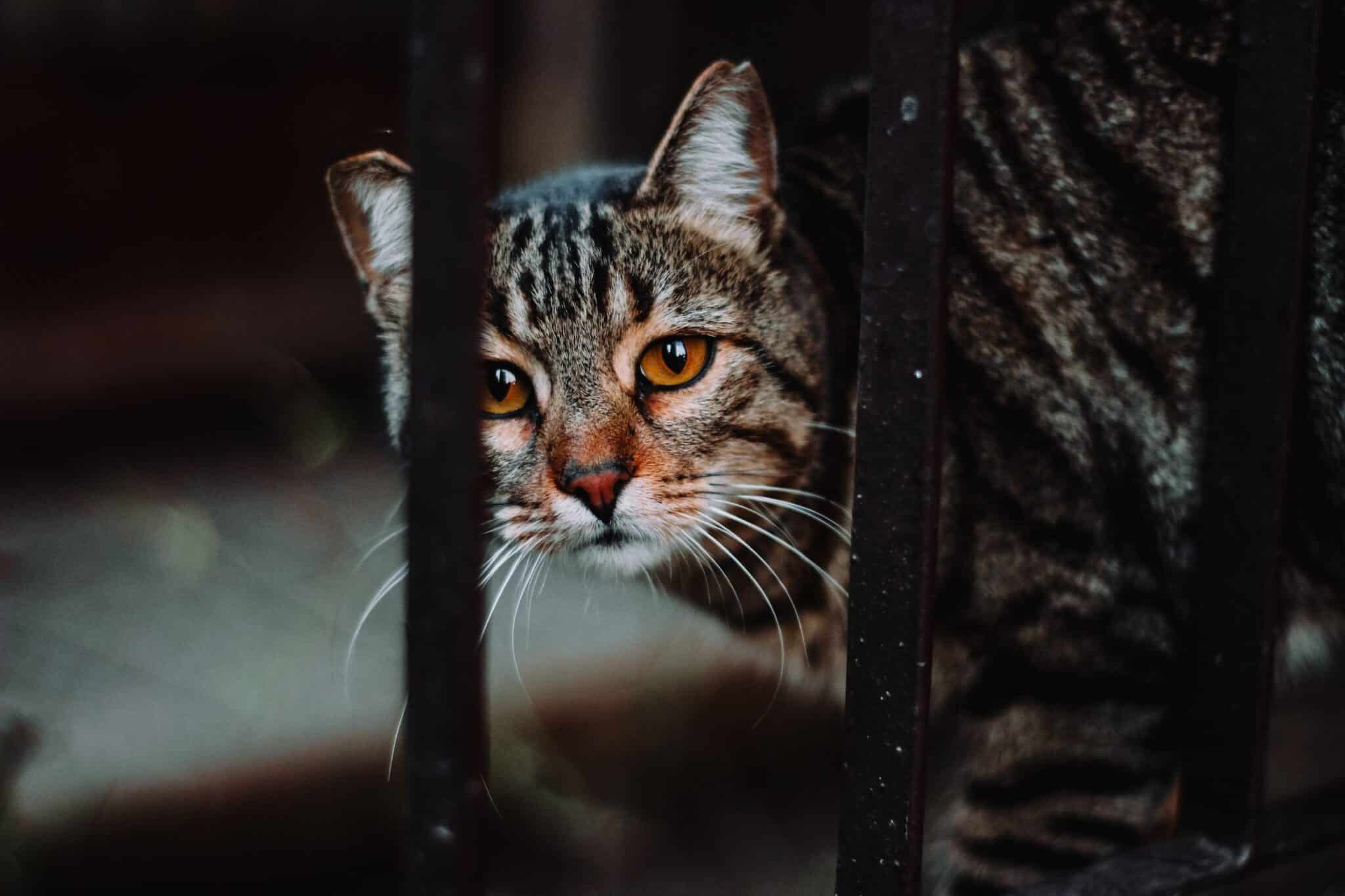11 Spooky Cat Facts That Are Actually Pretty Adorable