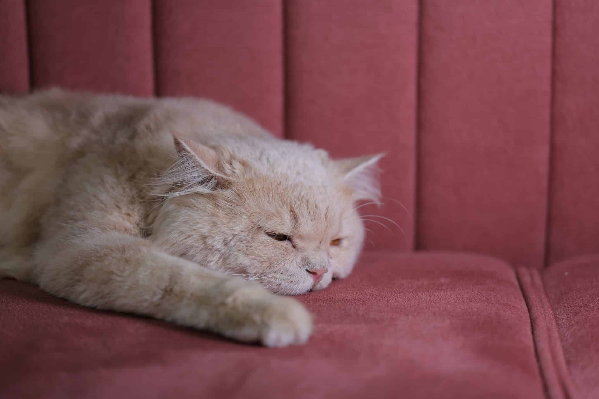 A sleepy cat resting on a sofa during the afternoon while the room is quiet.