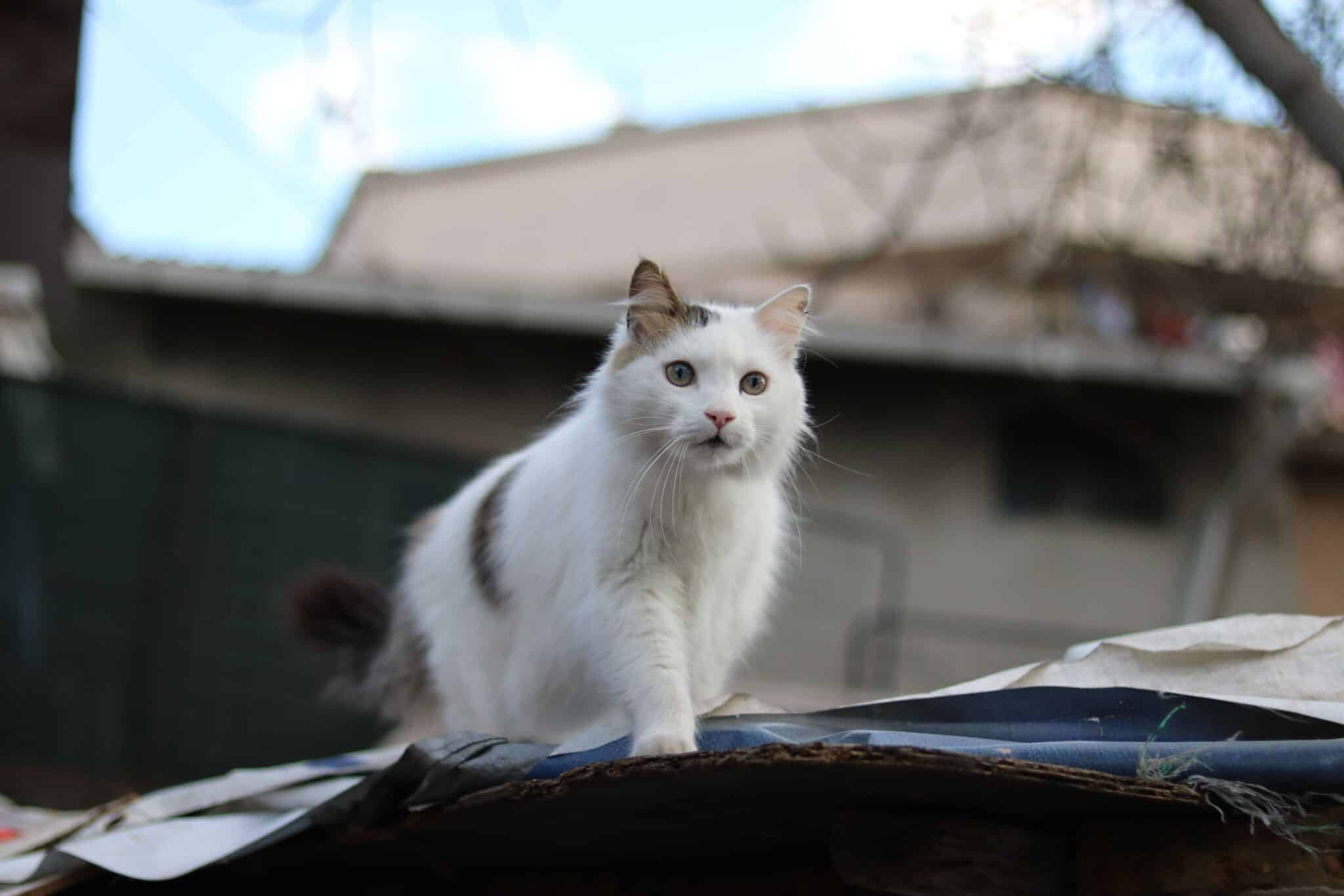 A Turkish Van Cat with a mostly white coat, colored markings on its head, and a full tail sitting near leafy greenery.