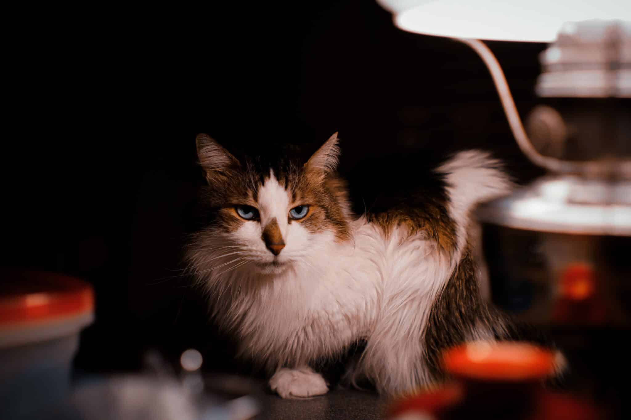 A cat watching their person from a nearby hallway as they move around the home.