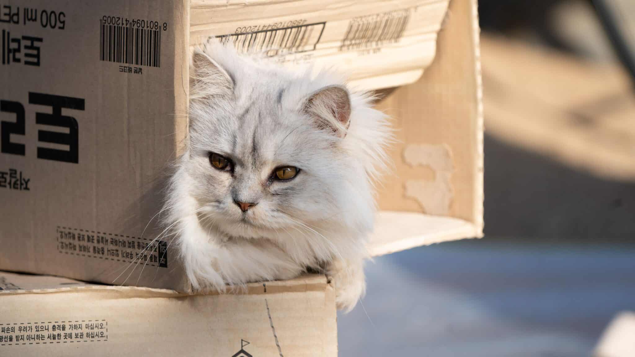 A curious cat peeking out from inside an empty cardboard box with its paws resting over the edge.