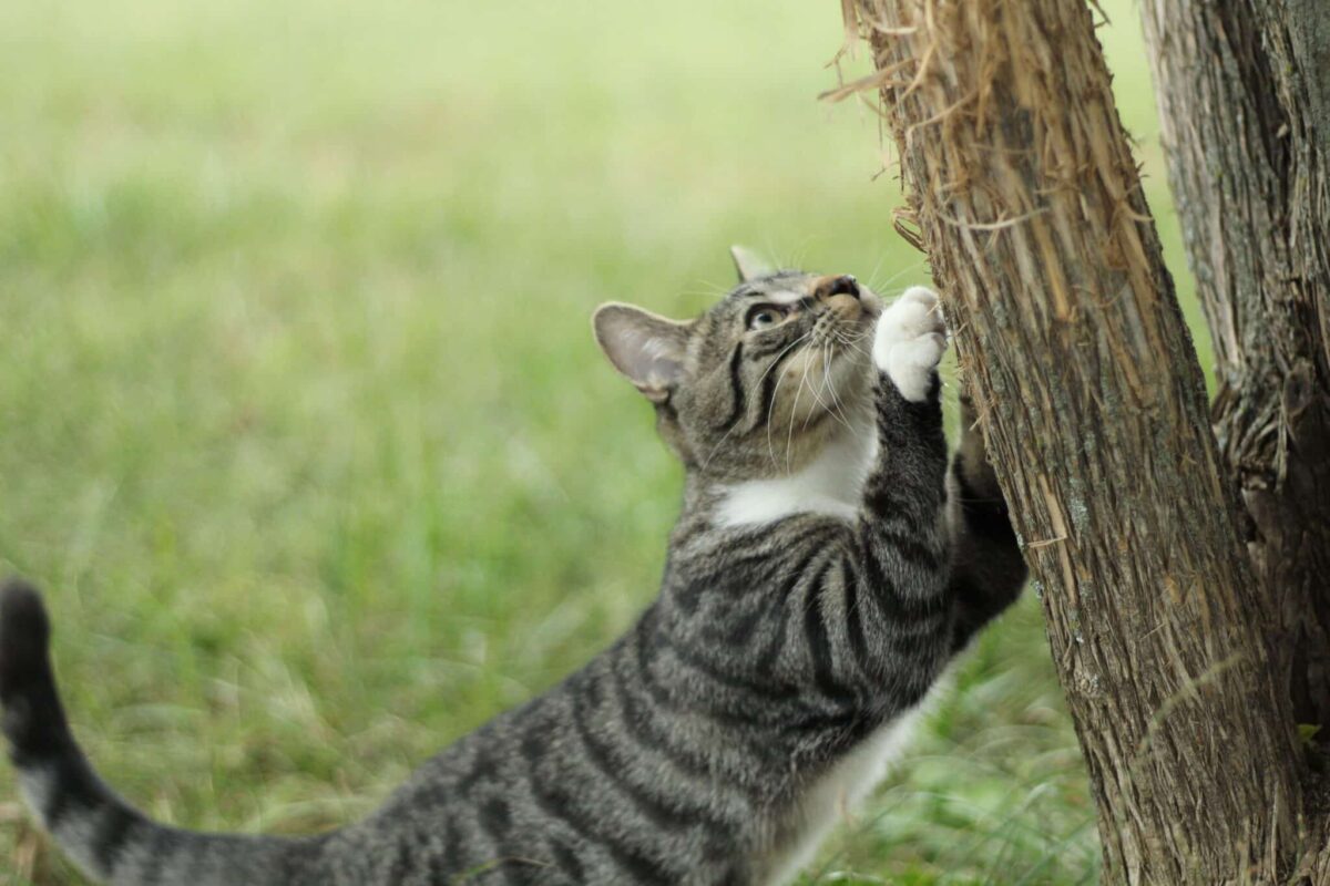 A cat stretching upward while scratching a sturdy scratching post.