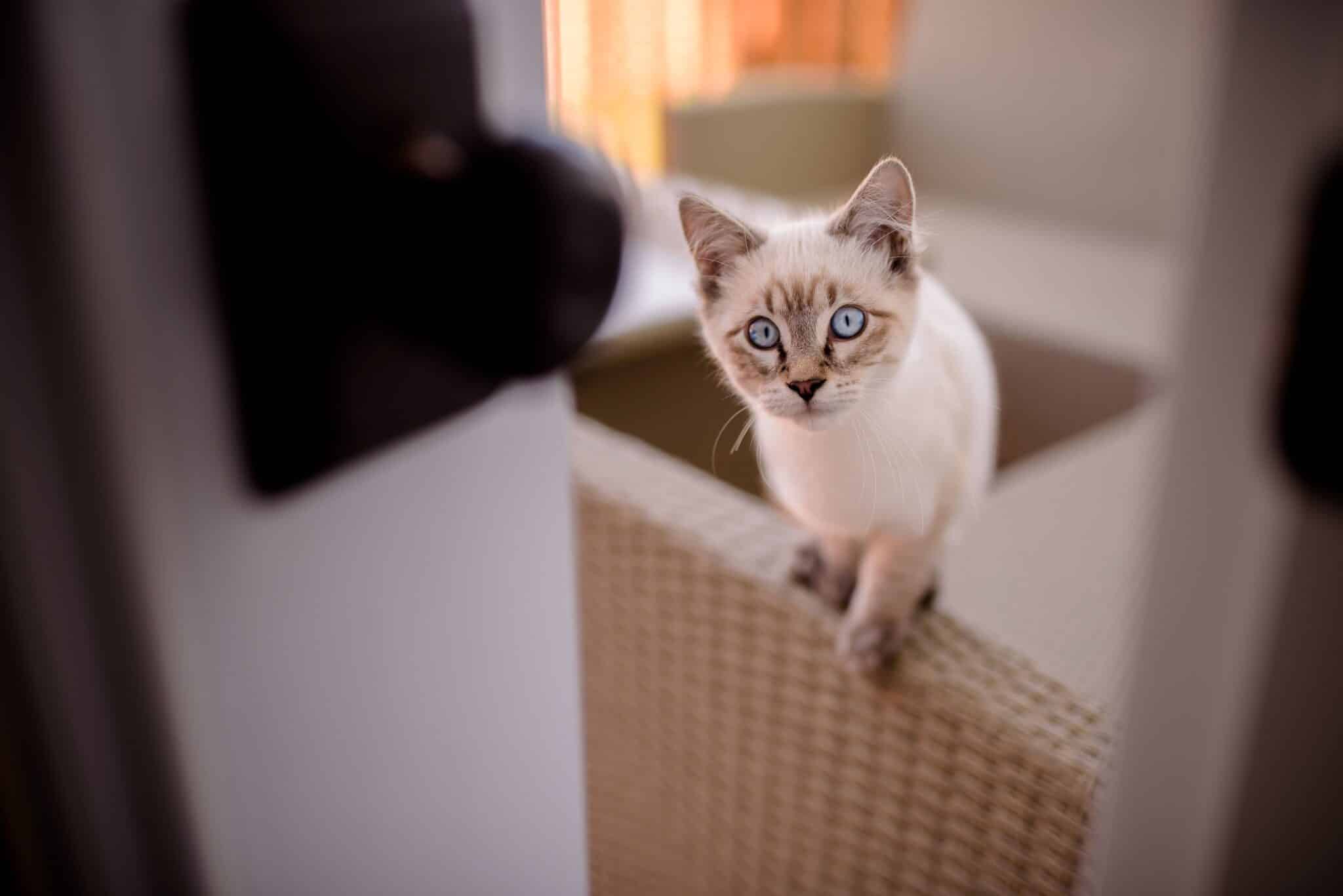 A cat waiting beside a partly open bedroom door while looking toward the room beyond it.