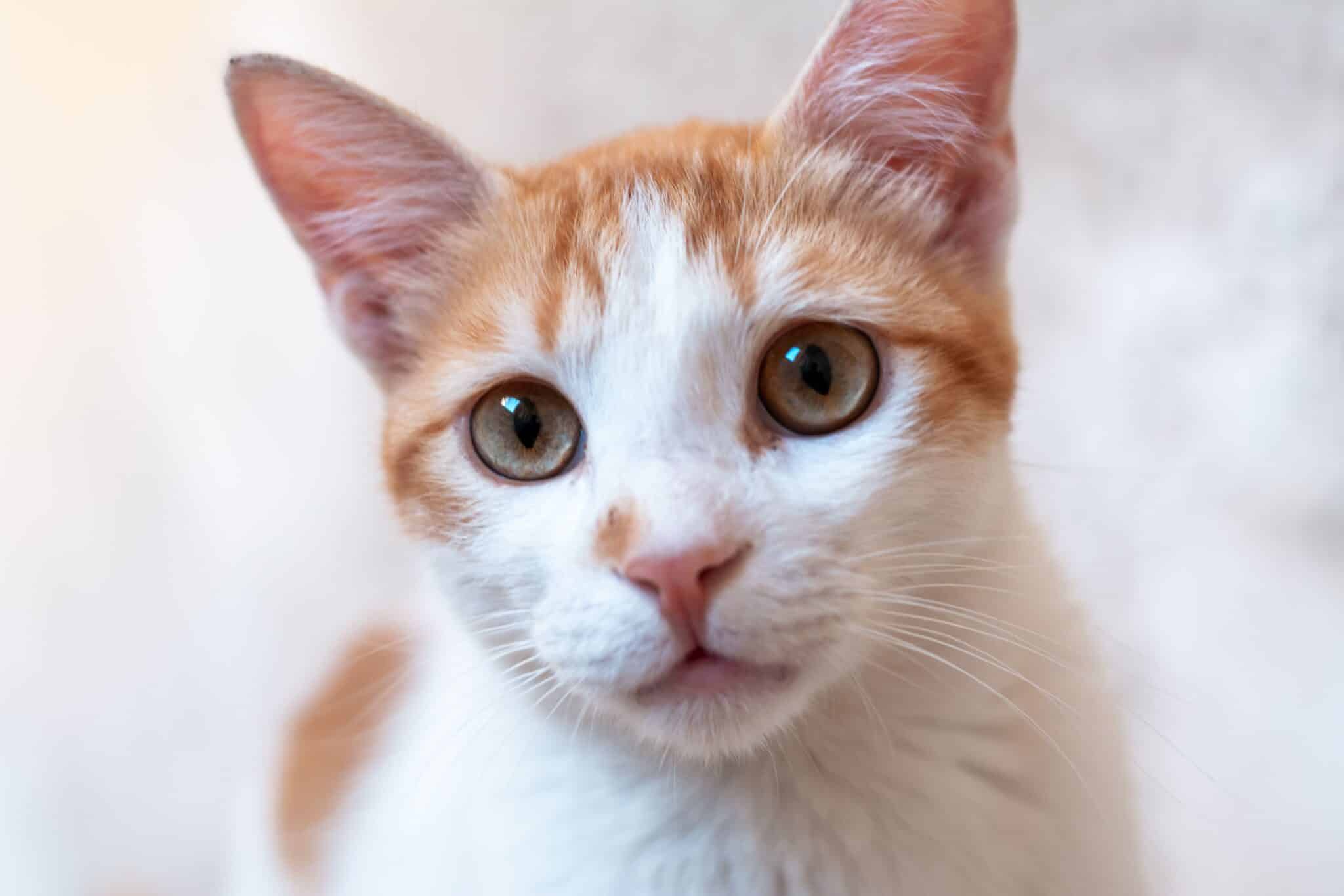 A cat sitting close to their person's face and looking at them attentively.