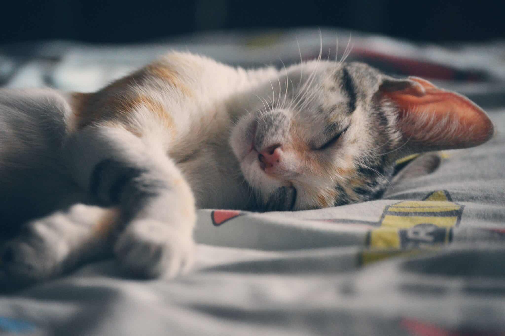 A fluffy cream-colored cat sleeping peacefully at the foot of their person's bed.