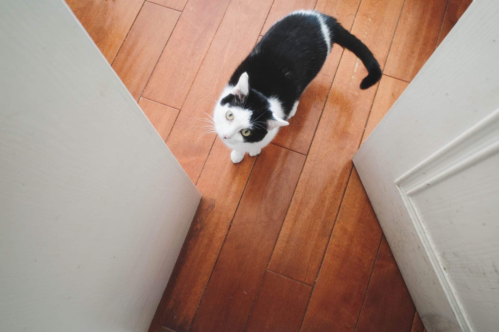 A brown tabby cat standing near the front door and greeting their returning person with an upright tail.