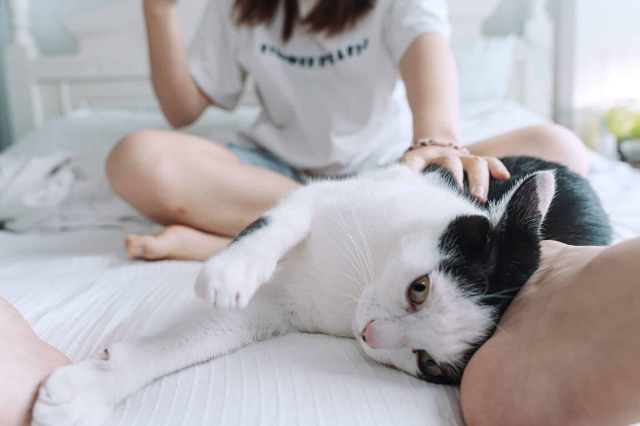 13 Things Cats Do When They Really Miss You