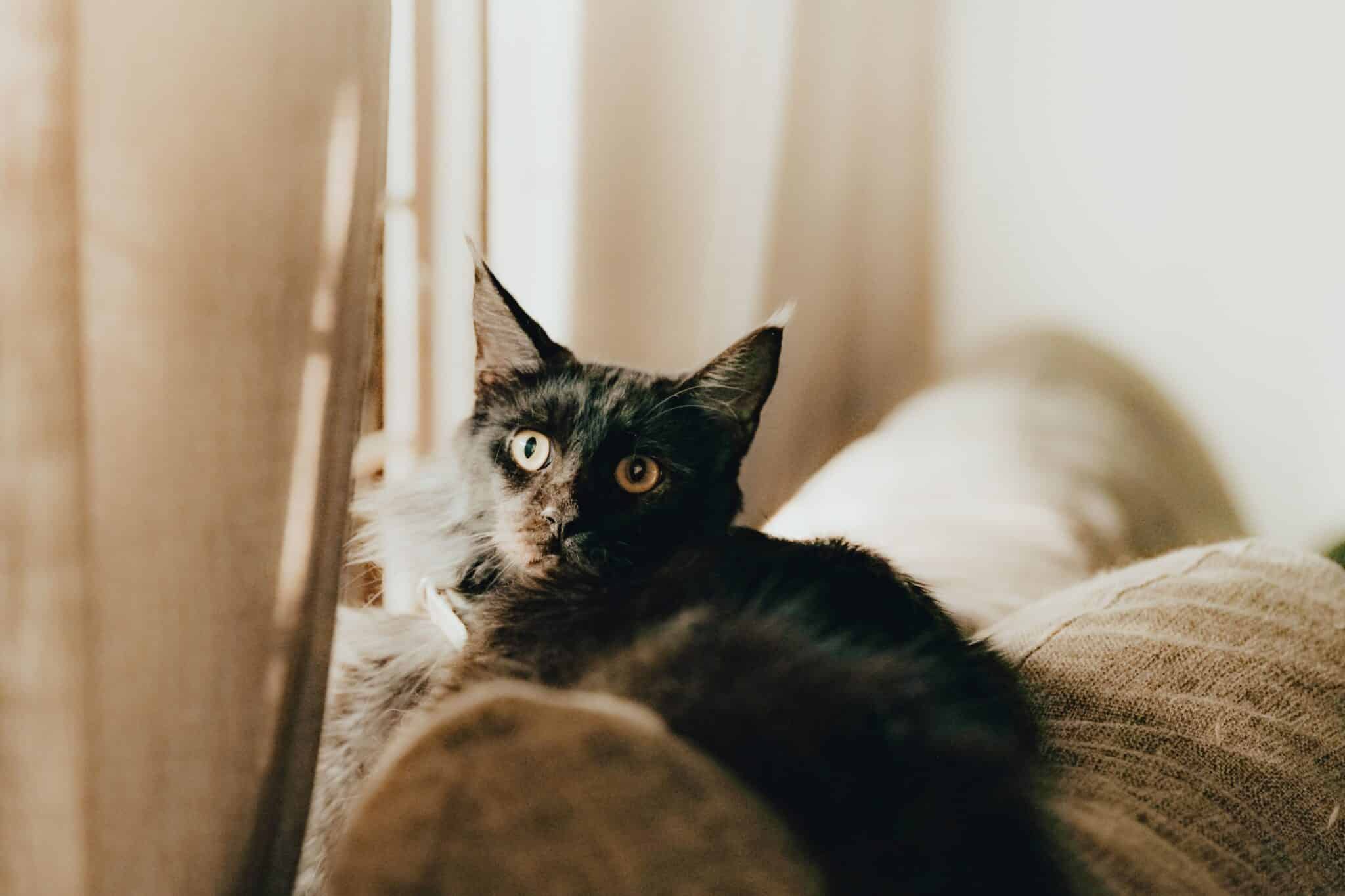 A relaxed black cat lounging on a soft blanket beside a sunny window.