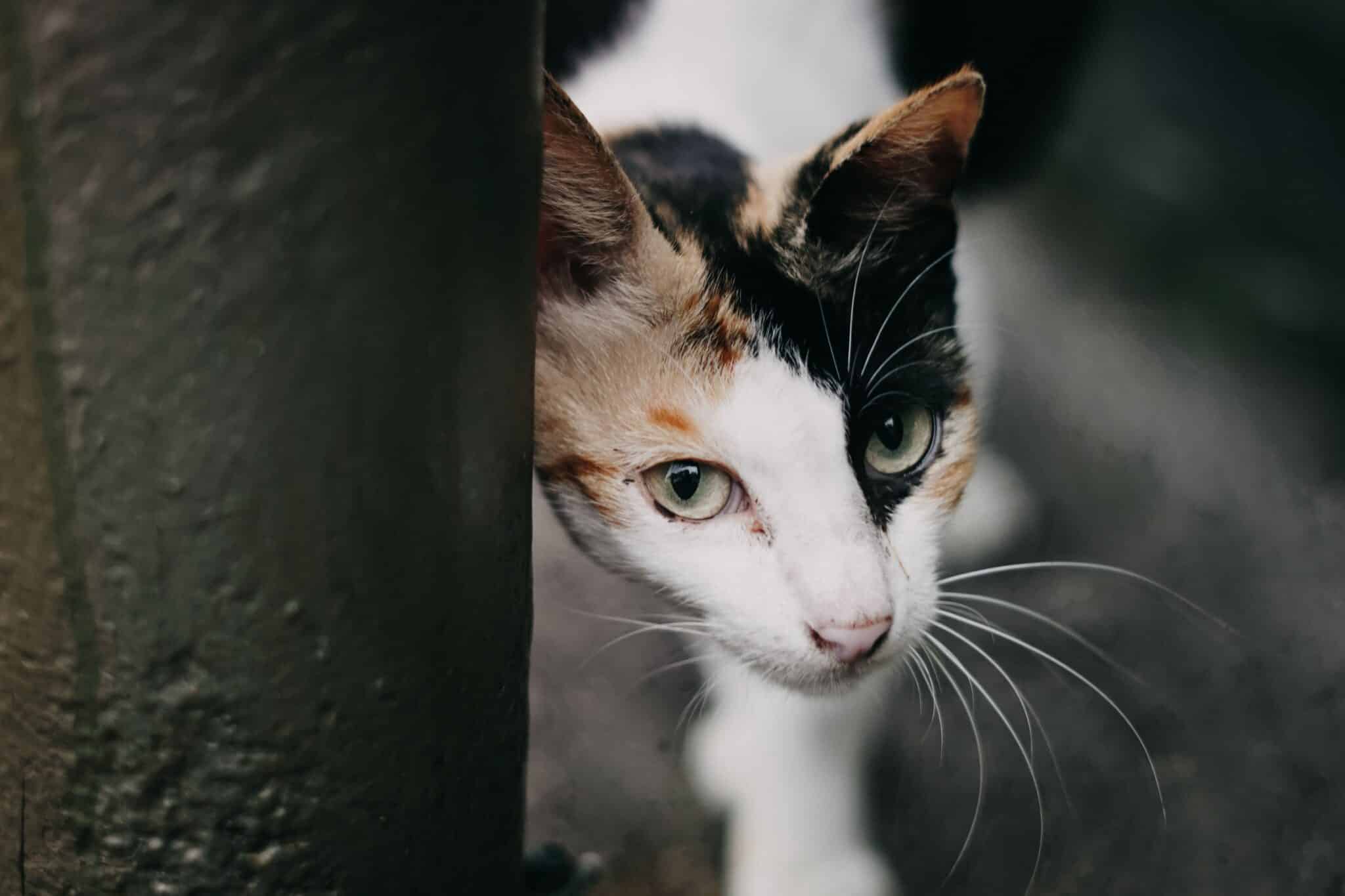 11 Spooky Cat Facts That Are Actually Pretty Adorable