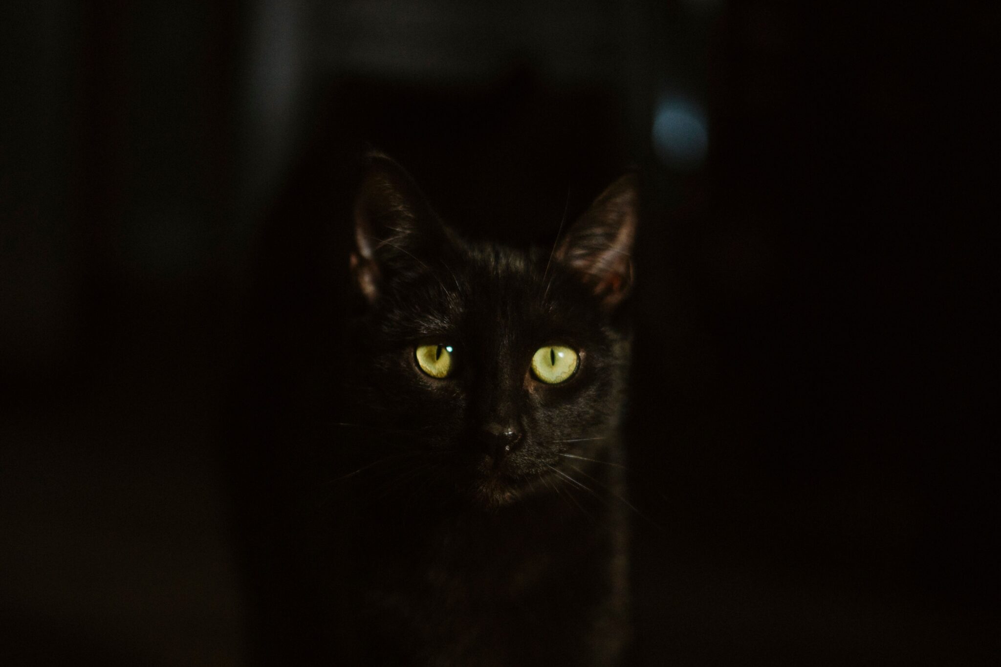 11 Spooky Cat Facts That Are Actually Pretty Adorable